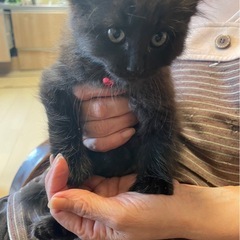 チャコグレー、ハチワレ　兄妹　猫ちゃん