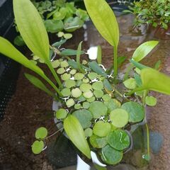 めだか　水草　浮草