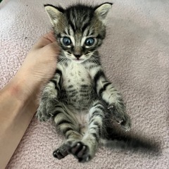 とってもかわいいキジトラくん　　　　　　　至急里親募集します