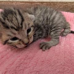 生まれて目があいたばかりのキジトラ柄子猫の里親さんを募集しています