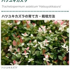 初雪カズラ　鉢付き　手渡しの画像