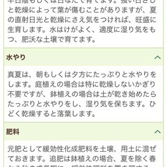 初雪カズラ　鉢付き　手渡しの画像