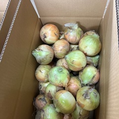 泉州特産新玉ネギ
