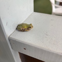 ニホンアマガエル 10の画像