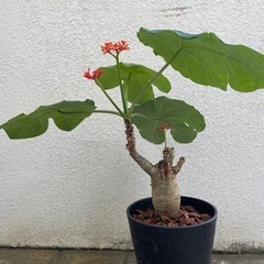 サンゴアブラギリ