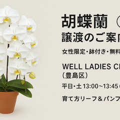 胡蝶蘭【②】お譲りします（女性限定／無料）の画像