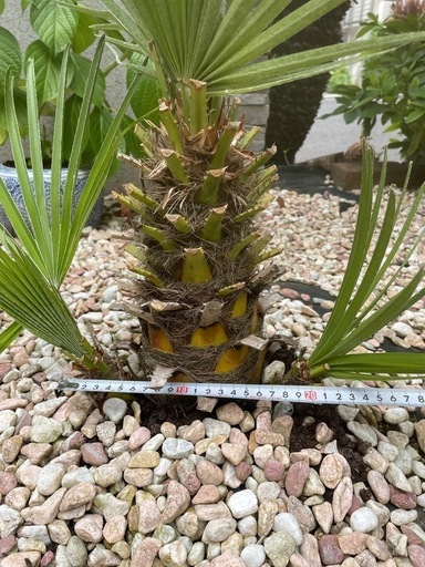 チャメロップス