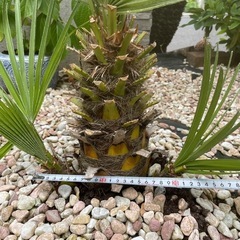 チャメロップス