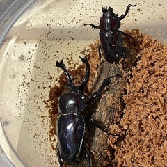ニジイロクワガタ紫紺　幼虫5頭2000円　