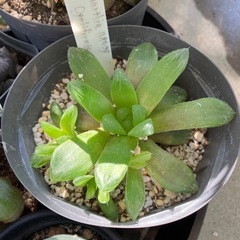 多肉植物観葉植物セット