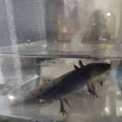 ウーパールーパーブラック