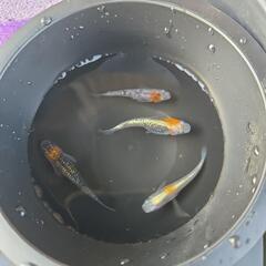 メダカの卵　凛華　写真3枚は親です！の画像