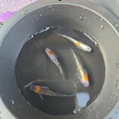 メダカの卵　凛華　写真3枚は親です！