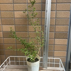 斑入り●３ポットセット●白鳥花●白丁花●ハクチョウゲ●盆栽●植物の画像