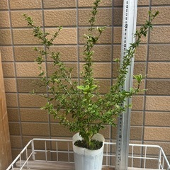 斑入り●３ポットセット●白鳥花●白丁花●ハクチョウゲ●盆栽●植物の画像