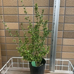 斑入り●３ポットセット●白鳥花●白丁花●ハクチョウゲ●盆栽●植物の画像