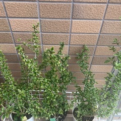 斑入り●３ポットセット●白鳥花●白丁花●ハクチョウゲ●盆栽●植物の画像
