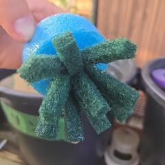 メダカの卵　凛華　写真3枚は親です！の画像
