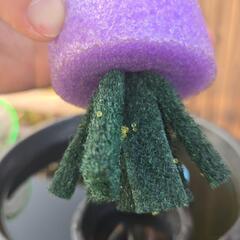 メダカの卵　凛華　写真3枚は親です！の画像