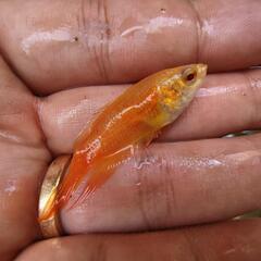 【5匹セット】【雄雌指定ok】フルゴールドパラダイスフィッシュ　闘魚