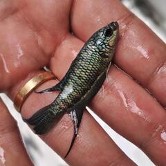 【5匹セット】【雄雌指定ok】ブルーゼブラタイラントパラダイスフィッシュ　闘魚　発送ok🎁の画像