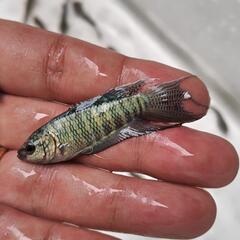 【5匹セット】【雄雌指定ok】ブルーゼブラタイラントパラダイスフィッシュ　闘魚　発送ok🎁の画像