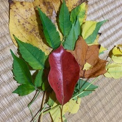 子供向けDVD欲しいです。