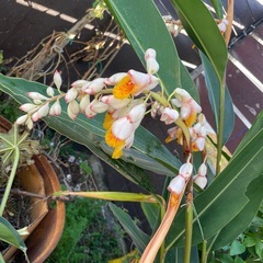 月桃の花