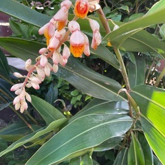 月桃の花の画像