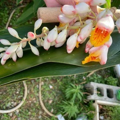 月桃の花の画像