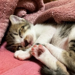 1〜7ヶ月の猫