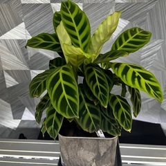 ⭐️お譲り先決定❗️【観葉植物】カラテアサブリナ35㎝　アートス...