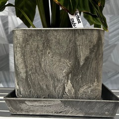 ⭐️お譲り先決定❗️【観葉植物】カラテアサブリナ35㎝　アートストーン鉢付きの画像