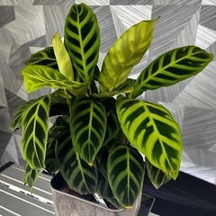 ⭐️お譲り先決定❗️【観葉植物】カラテアサブリナ35㎝　アートストーン鉢付きの画像