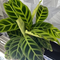 ⭐️お譲り先決定❗️【観葉植物】カラテアサブリナ35㎝　アートストーン鉢付きの画像