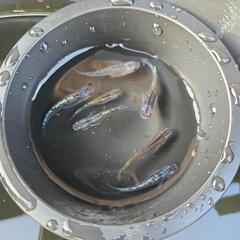 メダカの卵　サファ王　写真3枚は親ですの画像