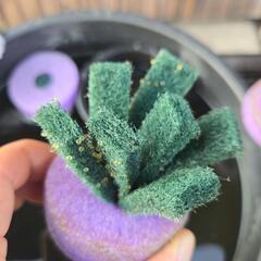 メダカの卵　サファ王　写真3枚は親ですの画像