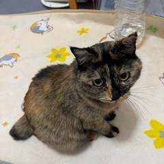 【帰宅】飼い猫が脱走しました