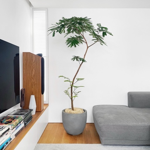 観葉植物 エバーフレッシュ