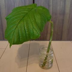 観葉植物 フィカス・ウンベラータ③