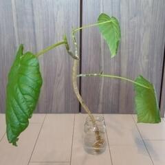 観葉植物 フィカス・ウンベラータ ④