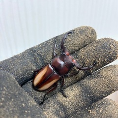 ボイレアウシカクワガタペア(♀B)