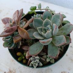 多肉植物のミニ寄せ植え🌿①