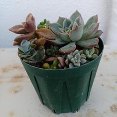 多肉植物のミニ寄せ植え🌿②