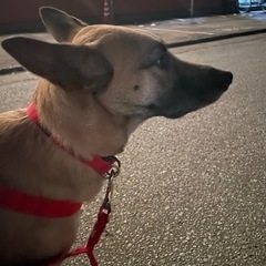里親募集してます。