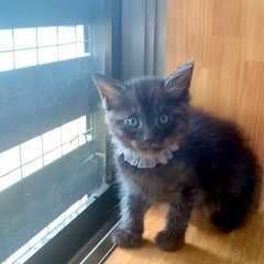 濃いグレー😍ラガマフィン風変わった毛色の子猫🥰 