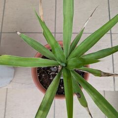 ユッカ グロリオサ ユッカエレファンティペスの画像