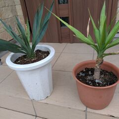 ユッカ グロリオサ ユッカエレファンティペスの画像