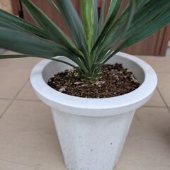 ユッカ グロリオサ ユッカエレファンティペスの画像