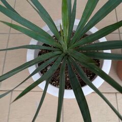 ユッカ グロリオサ ユッカエレファンティペス